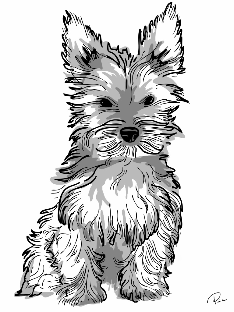 yorkie puppies coloring pages - photo #3